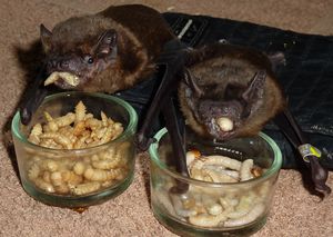 das Foto zeigt zwei Große Abendseglerinnen beim Essen // the photo shows two female nyctalus noctula while eating
