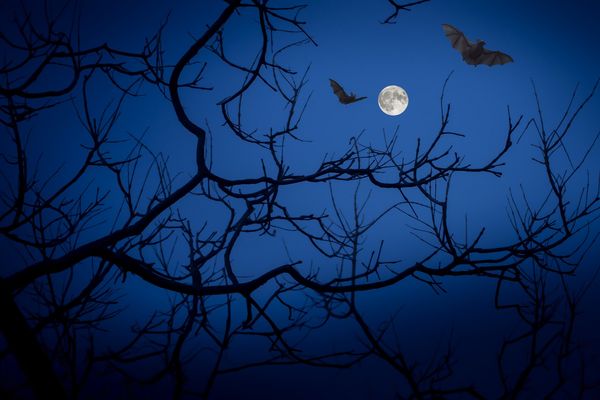 Das Bild zeigt zwei fliegende Fledermäuse im Mondlicht. The picture shows two flying bats in the moonlight.