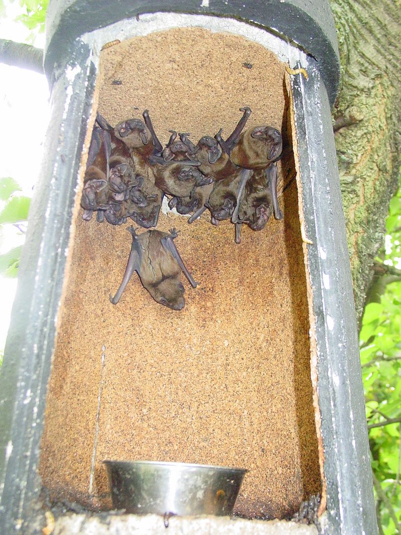 das Foto zeigt eine Gruppe Großer Abendsegler im Winterkasten // the ohoto shows a group of nyctalus noctula in a Winter bat box