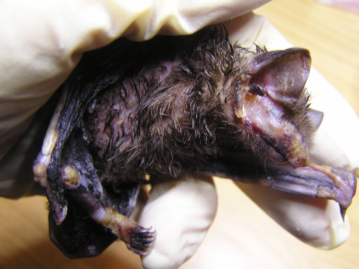 Das Foto zeigt eine Fledermaus Fledermaus mit Verätzung im Gesicht // the photo shows a bat with chemical burn in the face.