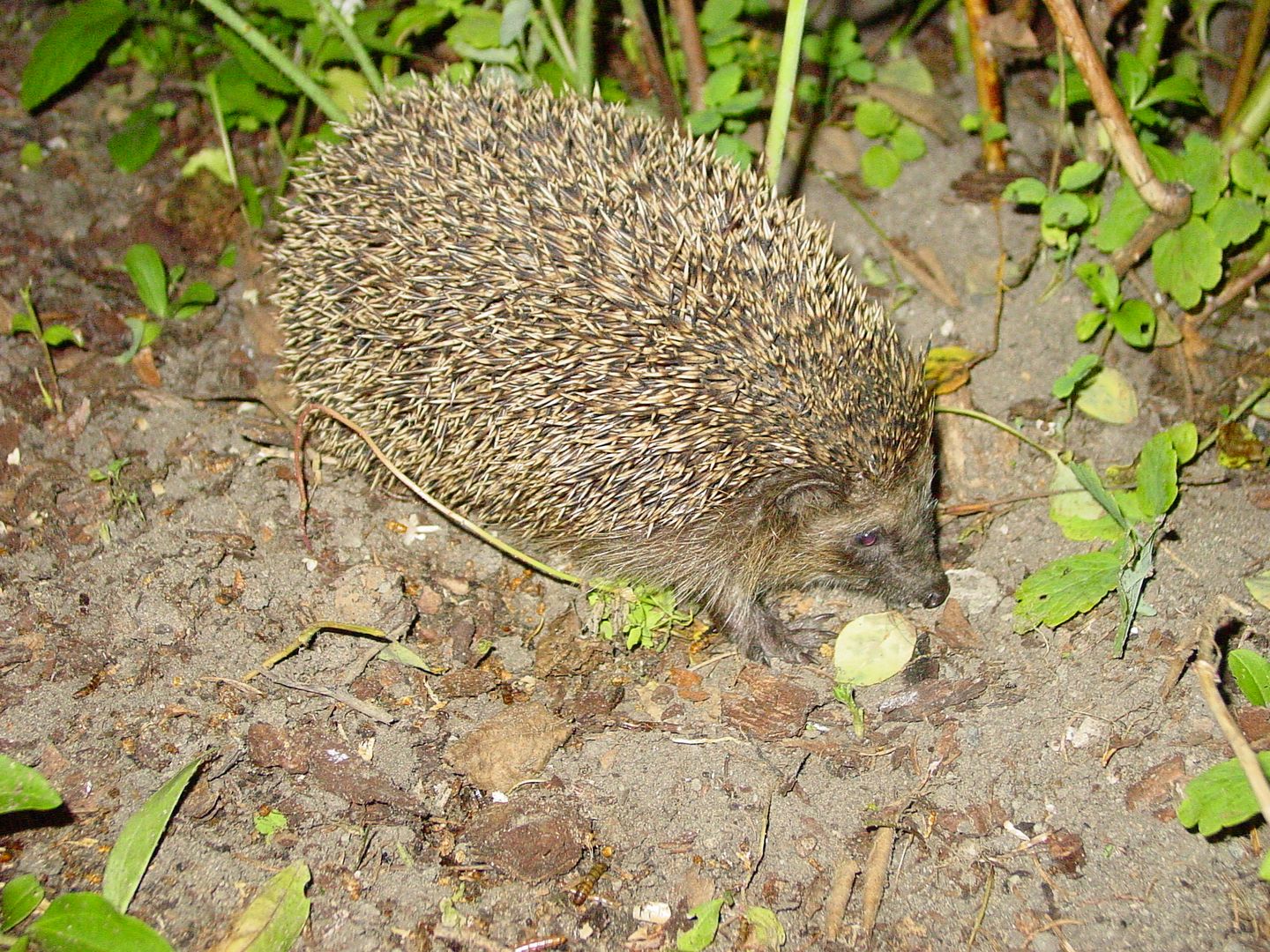 Das Foto zeigt einen erwachsenen Igel im Garten // the photo shows an adult hedgehog in the garden