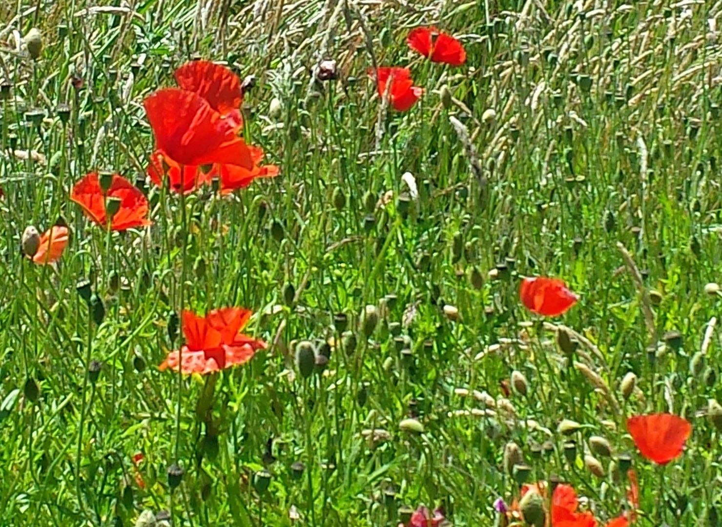 Das Foto zeigt eine Wiese mit rotem Mohn // the photo schows a meadow with red poppy