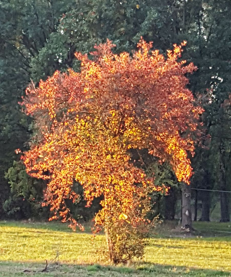 Das Foto zeigt einen jungen Baum im Herbst mit buntem Laub // The photo shows a young tree in Autumn with colorful leaves