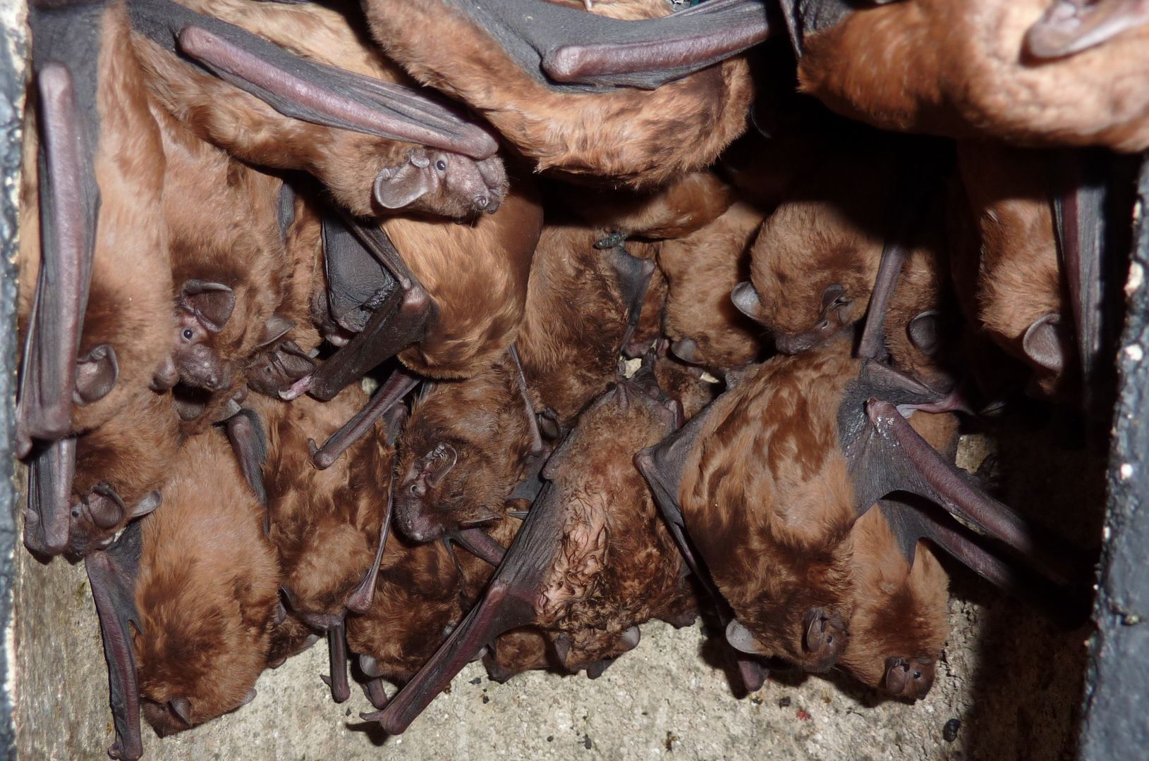 Das Foto zeigt eine Gruppe Großer Abendsegler im Winterkasten // the photo shows a group fo nyctalus noctula in a Winter bat box