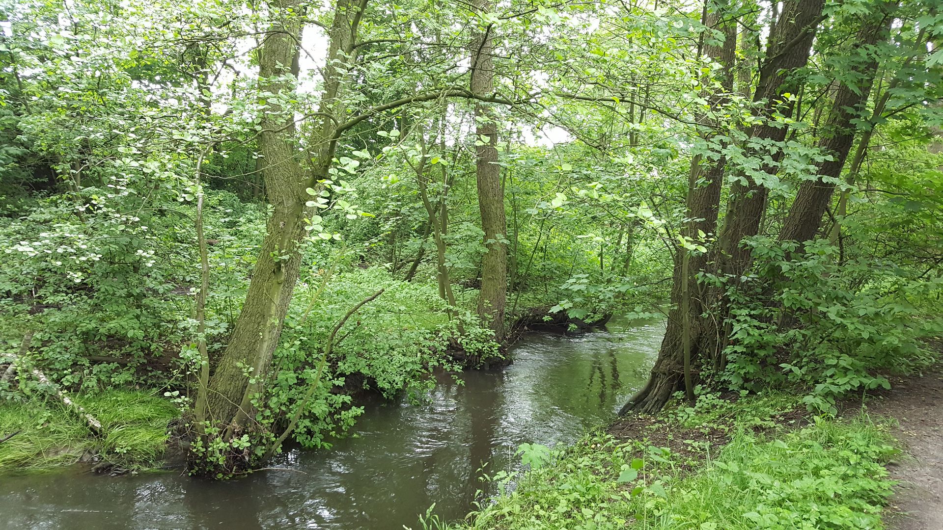 Das Foto zeigt den Bach Kollau im Wald bei Niendorf Hamburg // the photo shows the creek Kollau in the forest near Hamburg Germany 