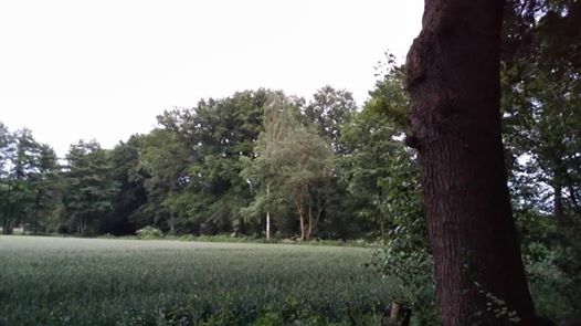 Das Foto zeigt eine abendliche Landschaft, in der Fledermäuse ausgewildert wurden // The photo shows an evening landscape in which bats were released