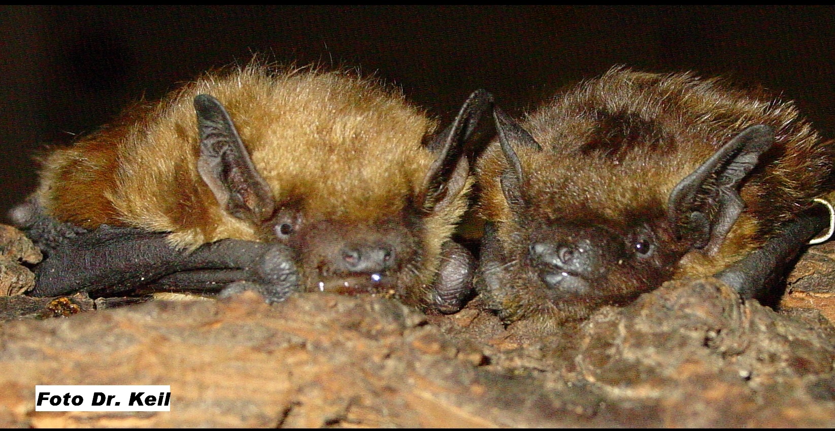 Das Foto zeigt zwei Breitflügelfledermäuse Eptesicus serotinus // The photo shows two bats Eptesicus serotinus 