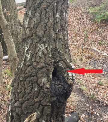 Das Foto zeigt eine Fledermaushöhle im Stammfuß eines Baumes // the photo shows a bat cave low in the trunk of a tree