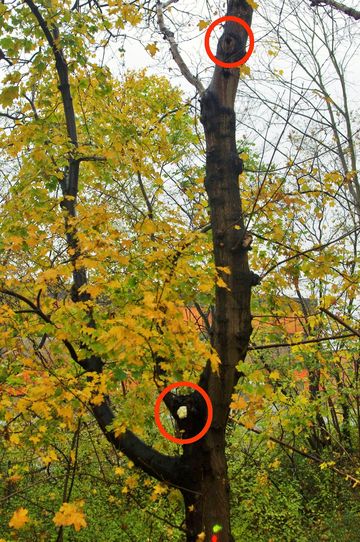Das Foto zeigt einen Baum mit Baum mit Baumhöhlen // The photo shows a tree with tree with tree caves