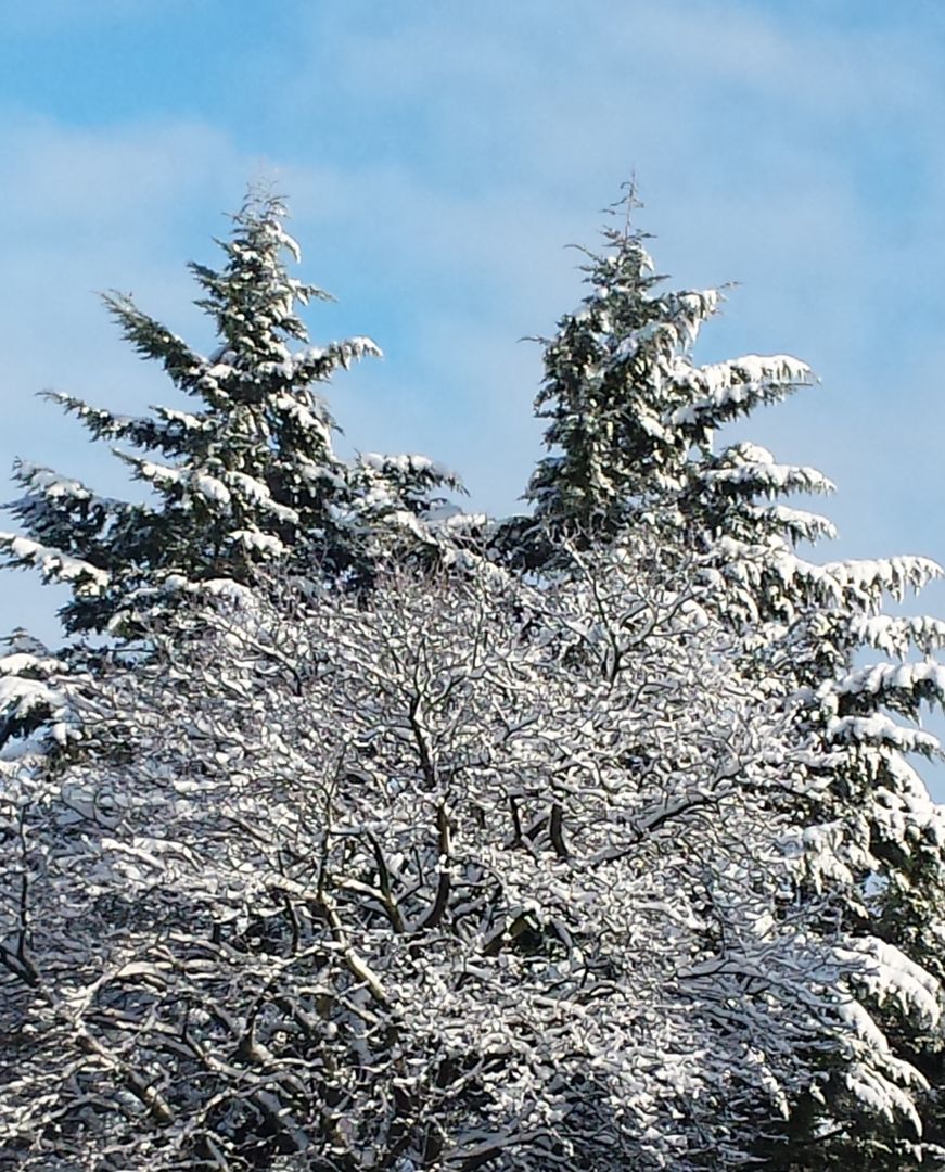 Das Bild zeigt Bäume im Winter mit Schnee bedeckt. //  50/5000 The picture shows trees covered with snow in Winter.