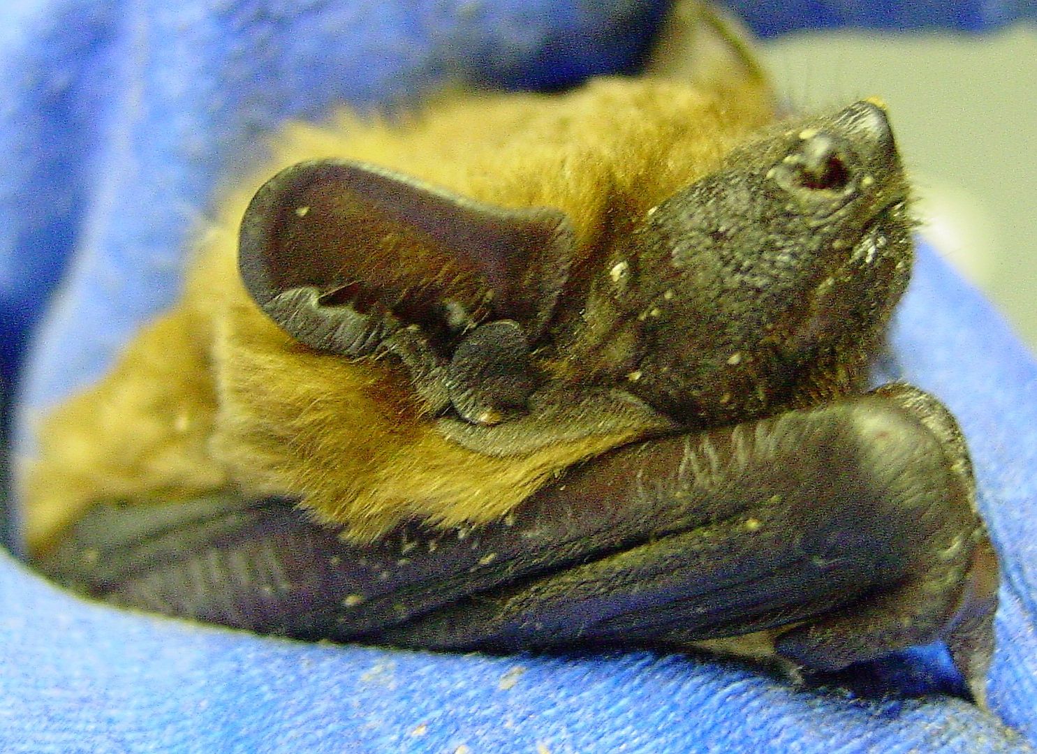 Das Foto zeit eine durch Baumfällung verletzte Fledermaus mit Splittern im Gesicht // The photo shows a bat injured by tree felling with splinters on its face
