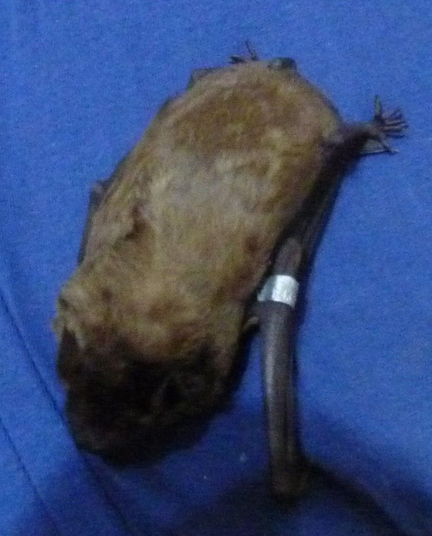 Das Foto zeigt eine Fledermaus mit einer Ringverletzung am Flügel. Diese Verletzungen entstehen, wenn wildlebende Fledermäuse beringt werden. // The photo shows a bat with a ring injury on the wing. These injuries occur when ringing wild bats.