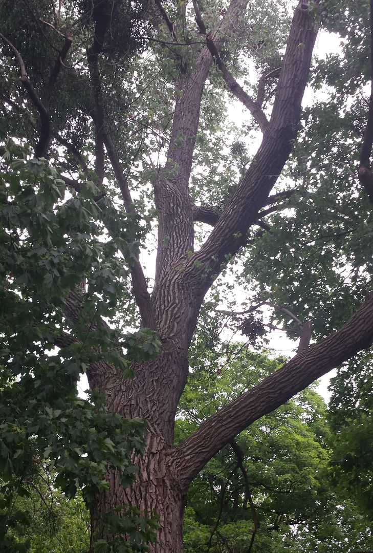 Das Foto zeigt einen alten Baum. // The photo shows an old tree.