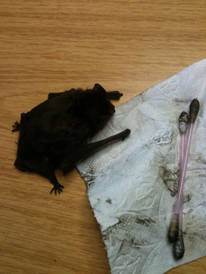 Das Bild zeigt eine Fledermaus voll Ruß, die aus einem Kamin gerettet wurde. // The picture shows a bat full of soot being rescued from a chimney.