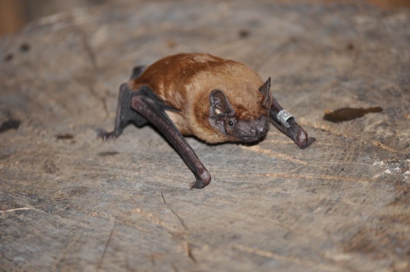 DAs Foto zeigt einen Großee Abendsegler The photo shows a Nyctalus noctula