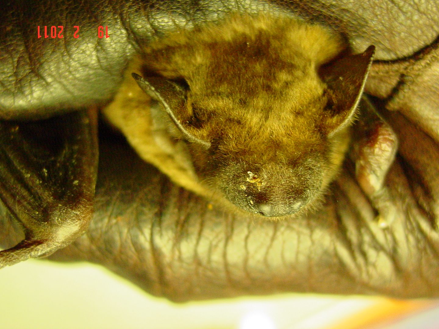das Foto zeigt das verletzte Gesucht eines Großen Abendseglers. DAs Tier ist mittlerweile wieder gesund. The photo shows a Nyctalus noctula with face injury. The bat now is health again. 