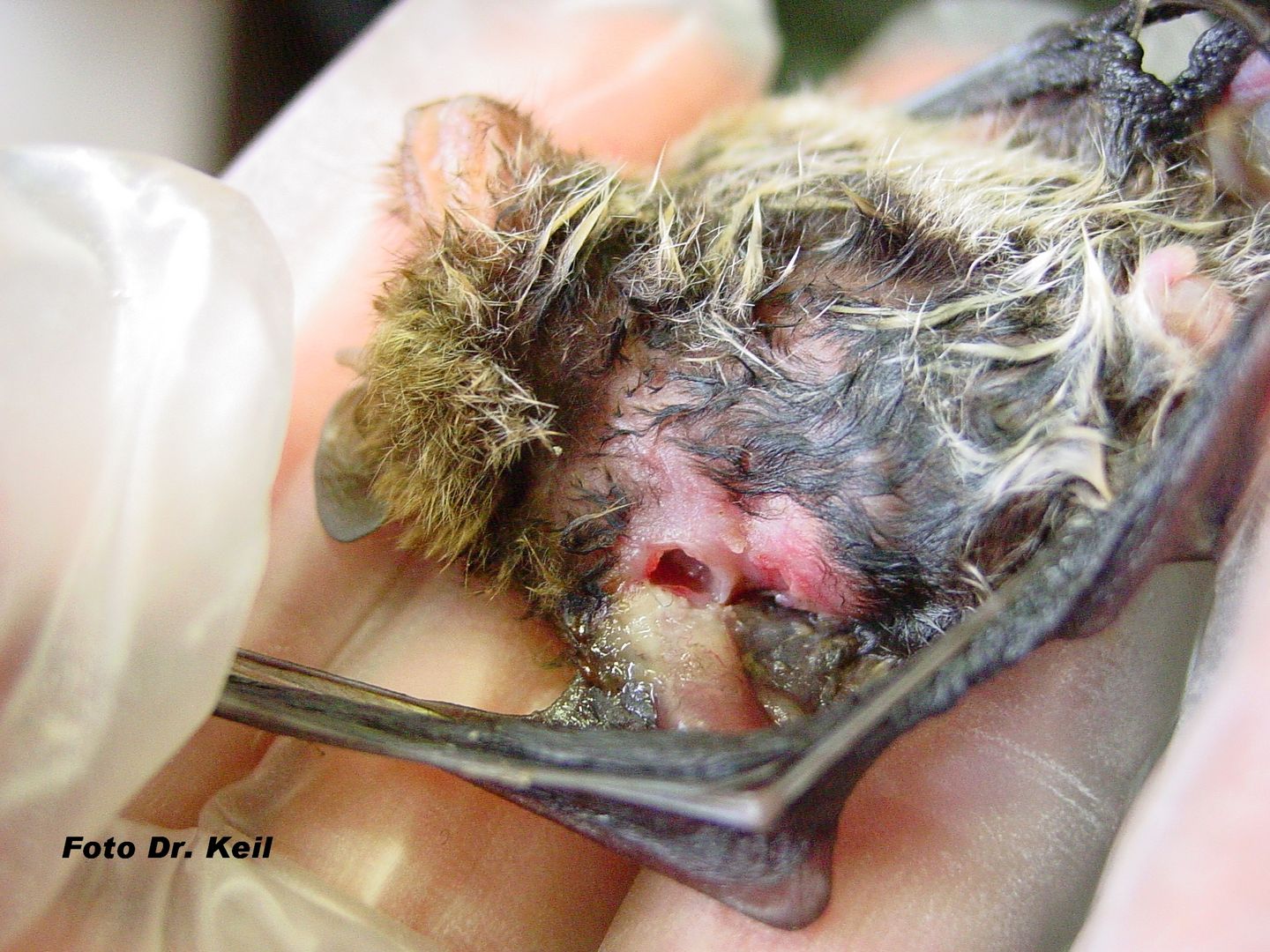 Das Foto zeigt eine Fledermaus mit tiefen Bisswunden von einer Katze // The photo shows a bat with deep bites from a cat 