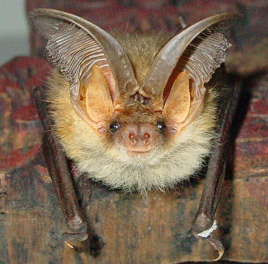 Das Foto zeigt ein Braunes Langohr Plecotus auritus // the photo shows a Plecotus auritus 