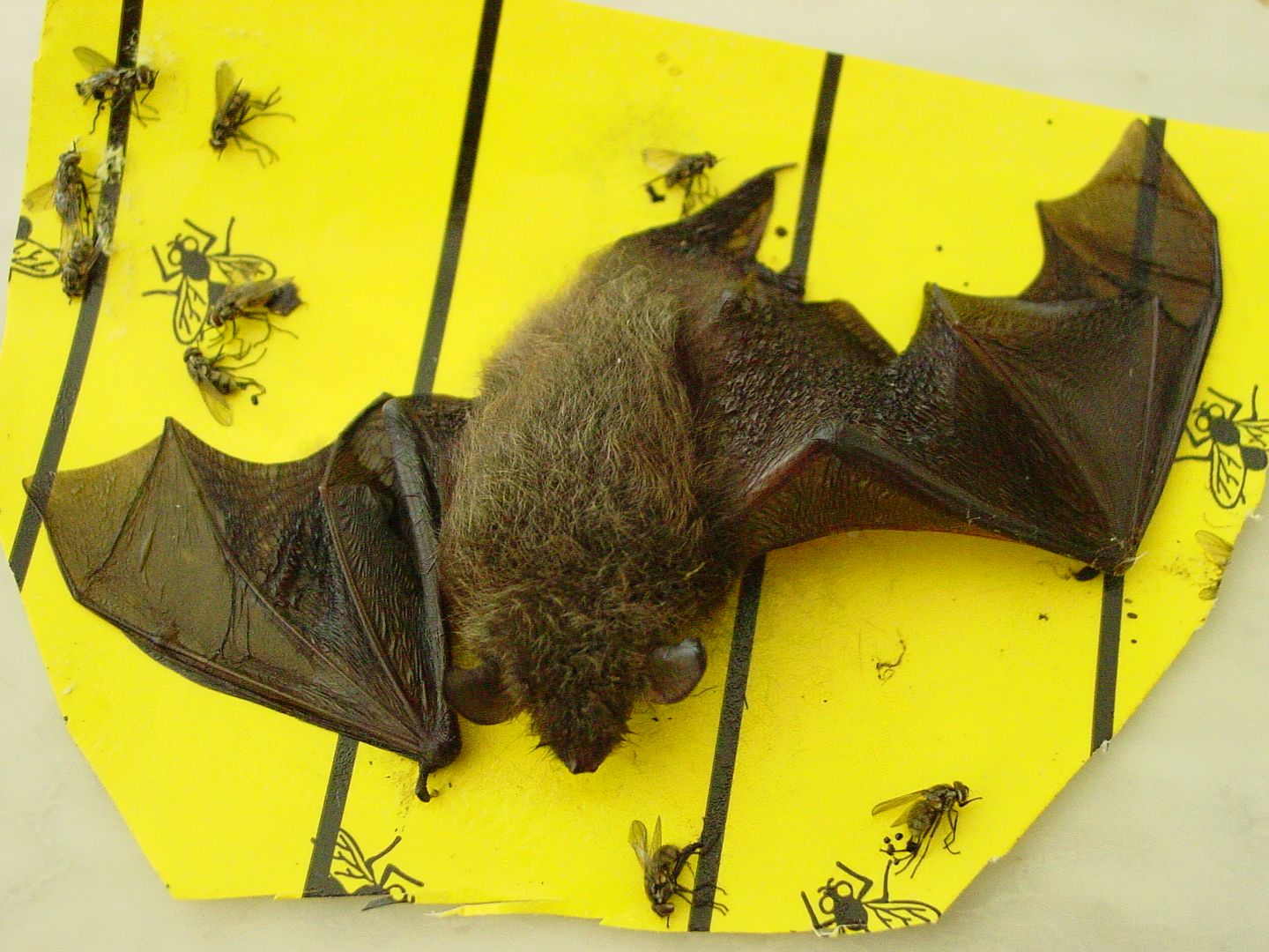 Das Foto zeigt eine Klebefalle mit einer festgeklebten Fledermaus. Das Tier konnte gerettet werden. // The photo shows a glue trap with a stuck-on bat. The animal was saved.