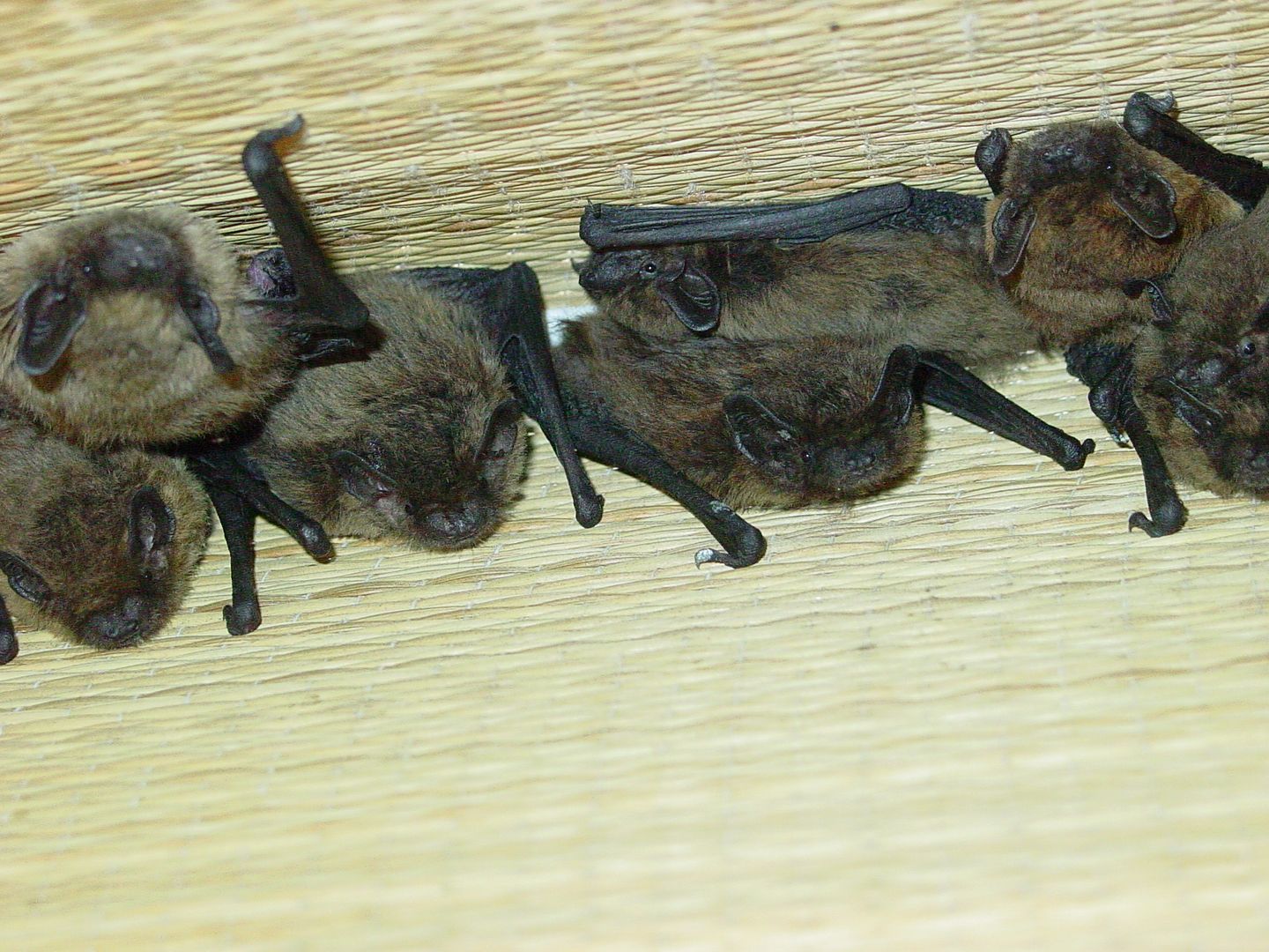 Das Foto zeigt eine Gruppe Zwergfledermäuse // the photo shows a group of Pipistrellus pipistrellus