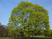 Das Foto zeigt einen großen grünen Baum // The photo shows a big green tree