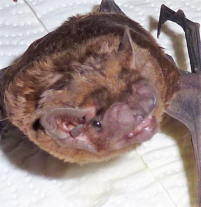 Das Foto zeigt einen Großer Abendsegler Nyctalus noctula im Porträt // The photo shows a nyctalus noctula in profile