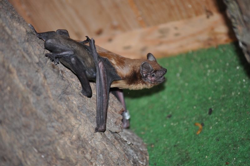 Das Foto zeigt einen großen Abendsegler mit Baby // the photo shows a Nyctalus noctula with baby