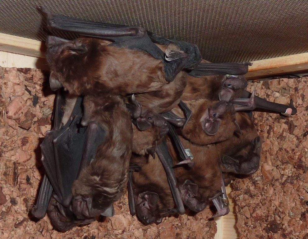 Das Foto zeigt eine Gruppe von ca. 15 Weibchen des Großen Abendseglers // The photo shows a group of about 15 female nyctalus noctula