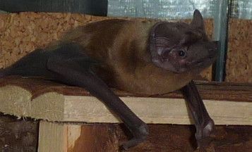 Großer Abendsegler subadult Das Gesicht ist deutlich schmaler als bei einem erwachsenen Tier. Subadult nyctalus noctula, the face is slimer than with an adult bat.
