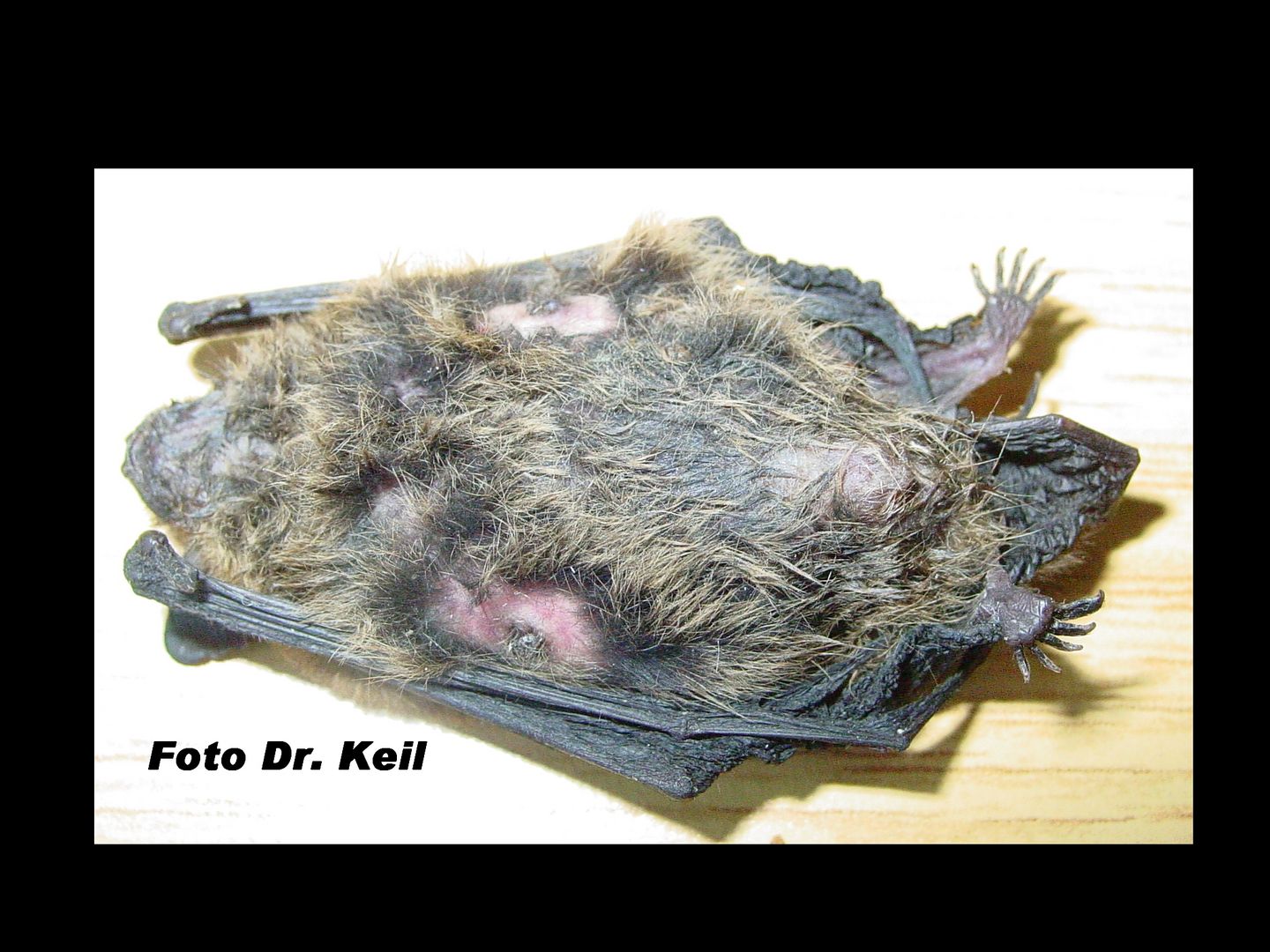 Das Foto zeigt eine von Katzen getötete Fledermausmutter // The photo shows a bat mother killed by cats