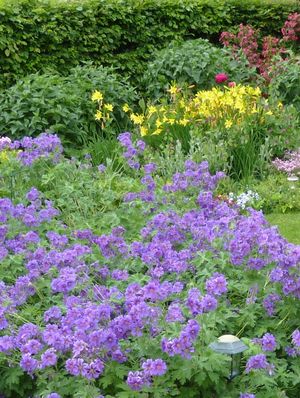 Das Foto zeigt einen naturgemäßen Garten mit unterschiedlichen Blumen und Sträuchern // The photo shows a natural garden with different flowers and shrubbery