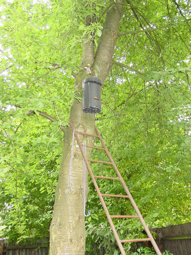 das Foto zeigt einen Auswilderungskasten / Ganzjahreskasten für Fledermäuse im Baum hängend // the photo shows a releasing bat box / round the year bat box in a tree