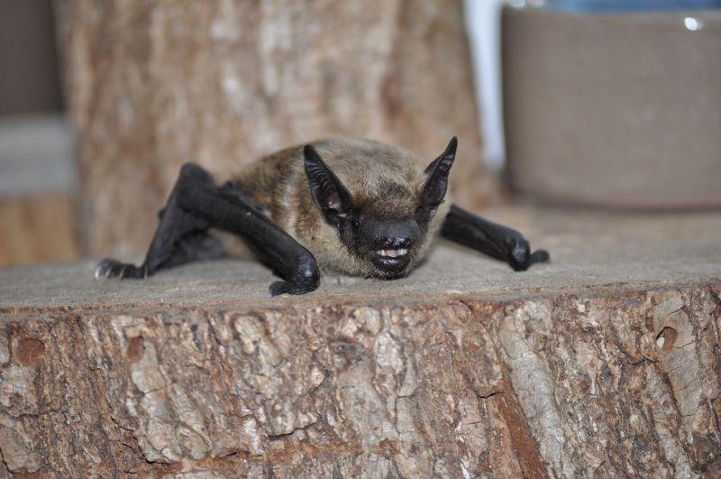 das Foto zeigt eine subadalte Breitflügelfledermaus // The photo shows an Eptesicus serotinus subadult
