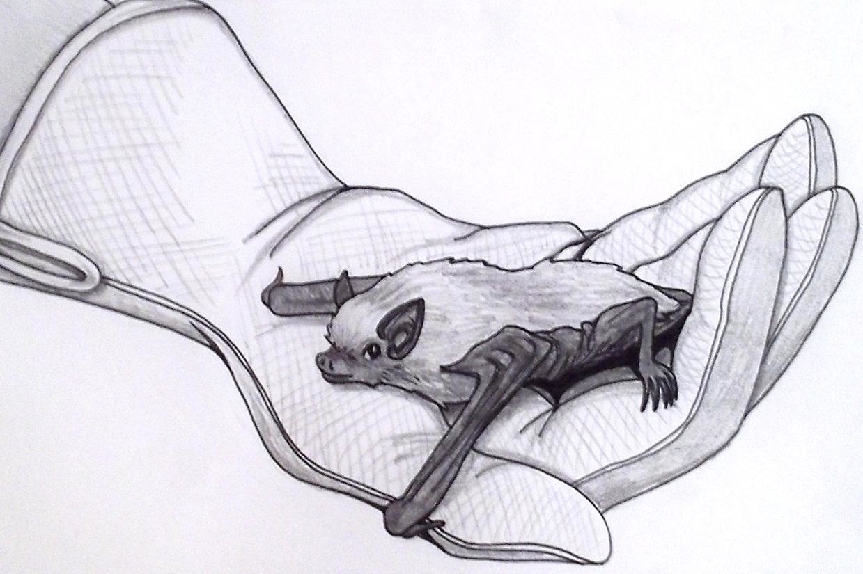 Die Zeichnung zeigt BUNDchen Fledermaus, der geschwächt gerettet wurde und nun in einem Handschuh einen sicheren Platz gefunden hat.