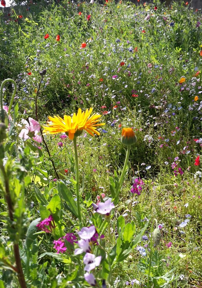 Das Foto zeigt eine Blumenwiese in Hannover mit vielen bunten Blumen im Sommer // The photo shows a flower meadow in Hannover Germany with multi coloured flowers in Summer