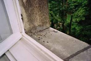 Das Foto zeigt Fledermauskot auf der Fensterbank // The photo shows bat excrement on the windowsill
