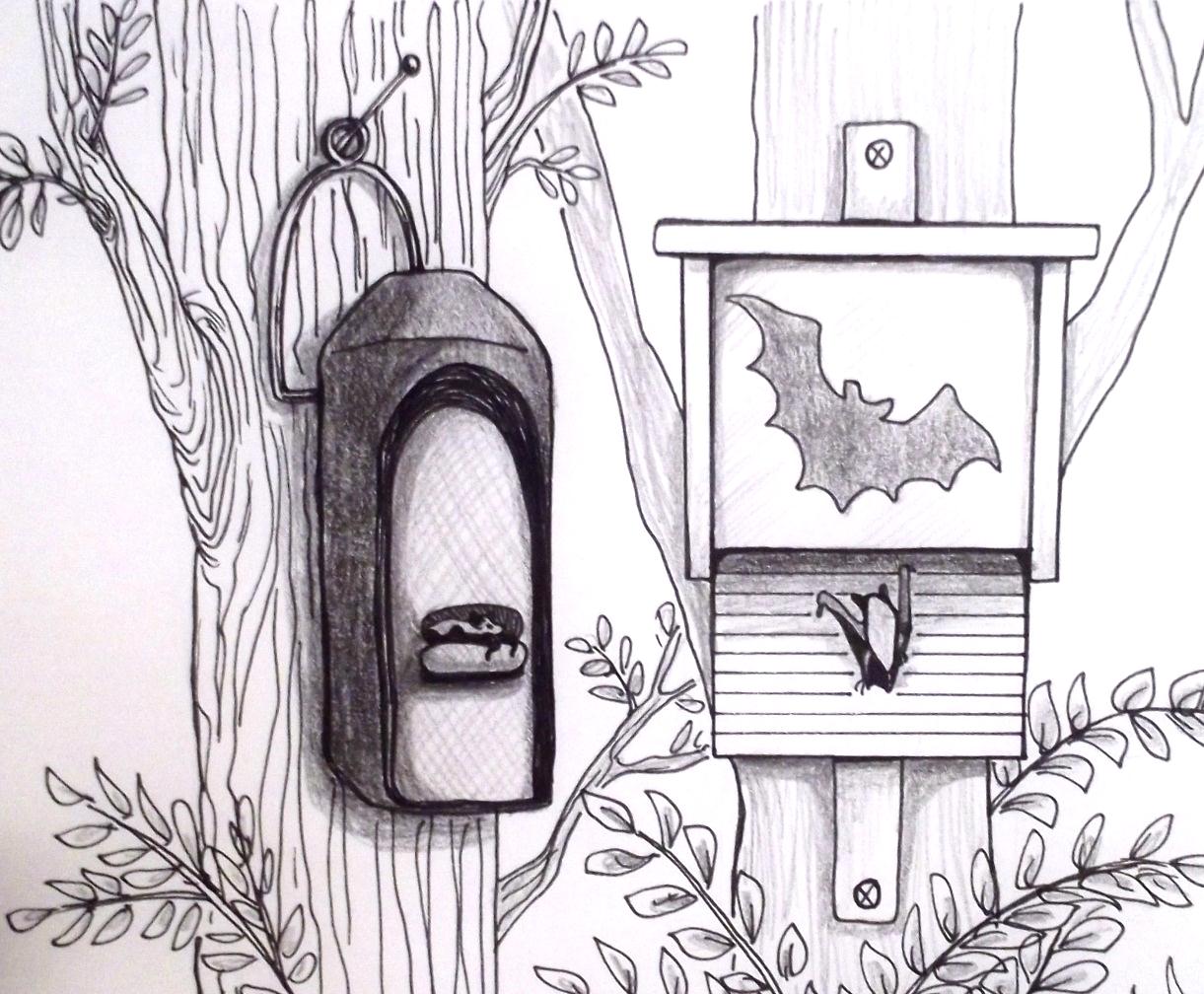 Die Zeichnung zeigt zwei Fledermauskästen, einen Ganzjahreskasten und einen Sommerkasten // The drawing shows two bat boxes, a year-round box and a summer box