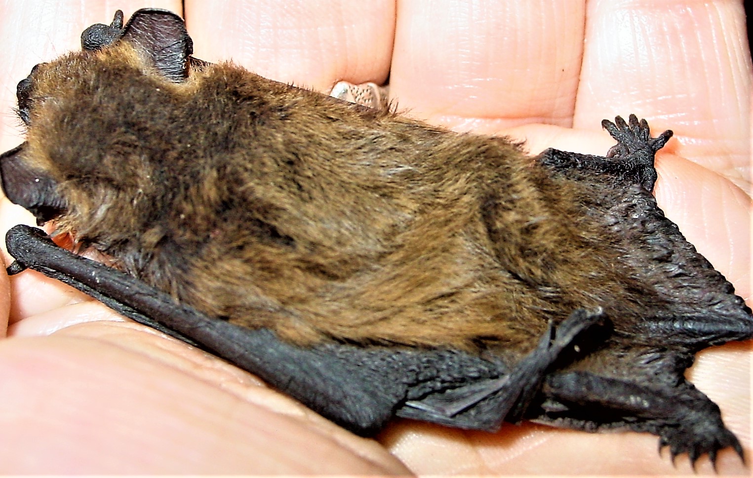 Das Foto zeigt eine Fledermaus mit Exsiccose (Austrocknung), die Hautfalten bleiben stehen. // the photo shows a bat with exsiccosis (dehydration), the skin folds remain standing.