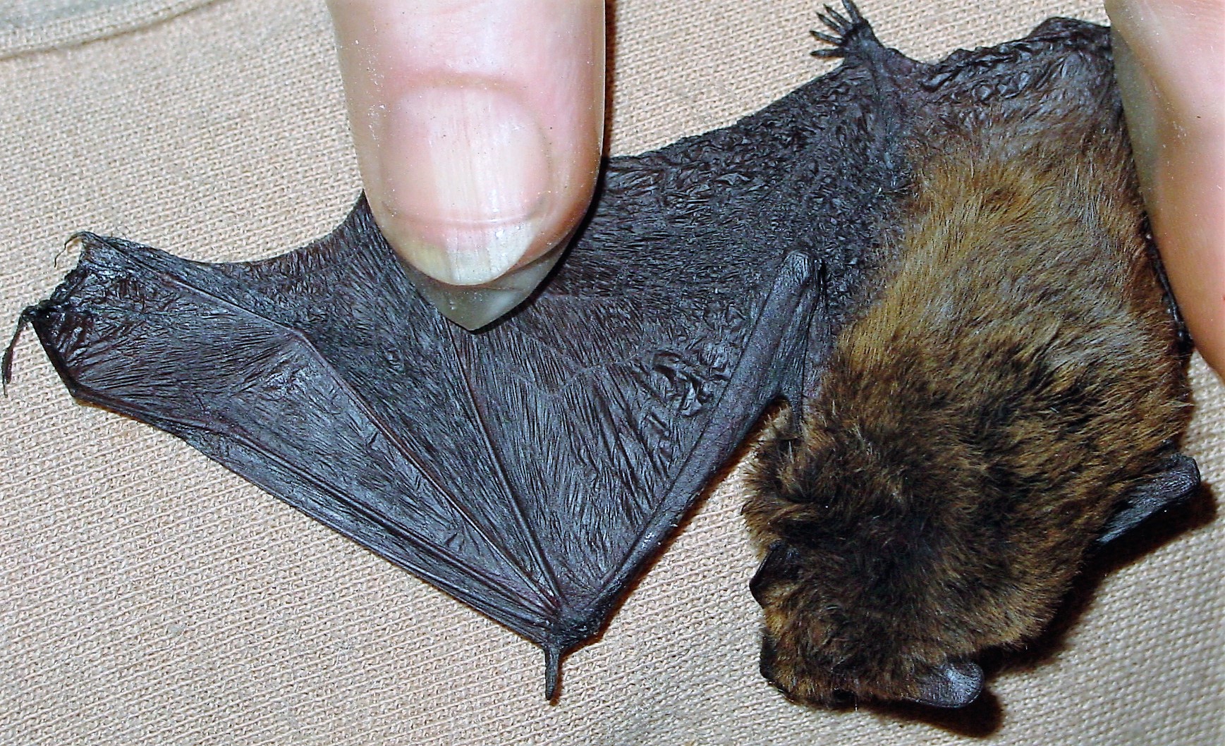 Das Foto zeigt eine Fledermaus mit Exsiccose (Austrocknung), die Flügelspitzen sind mumifiziert // the photo shows a bat with exsiccose (dyhydration), the wing tips are mummified
